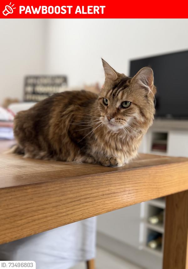 Lost Female Cat last seen Off of Darwell close along Harley Shute, Hastings, England TN38 9TS