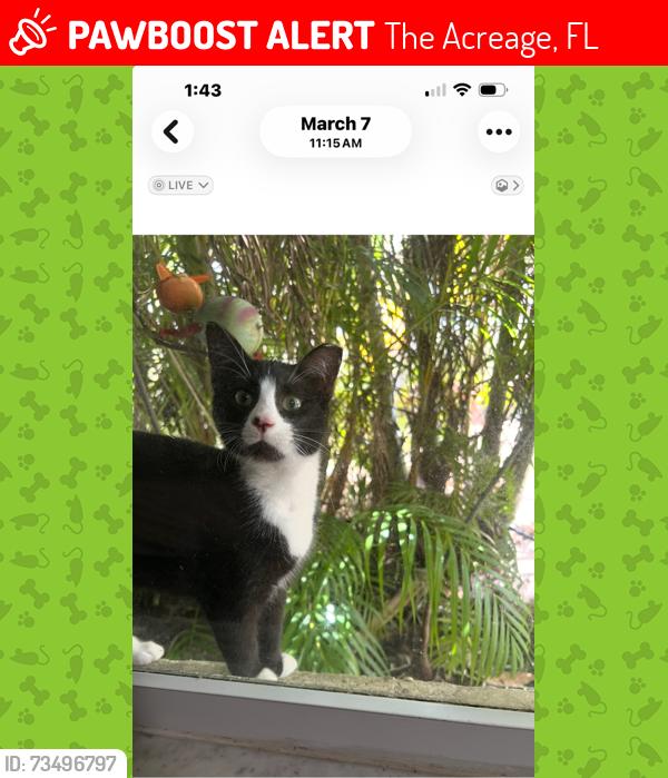 Lost Female Cat last seen 90th and Murcott blvd, The Acreage, FL 33470