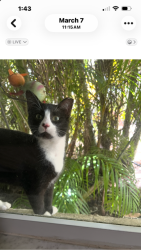 Lost Female Cat last seen 90th and Murcott blvd, The Acreage, FL 33470