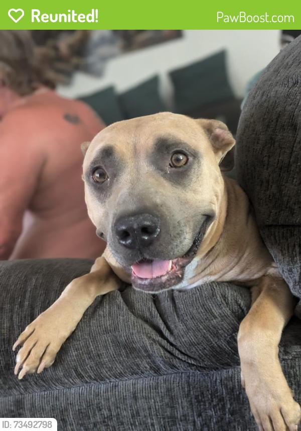 Reunited Female Dog last seen 60th W and rosamond blvd rosamond ca, Rosamond, CA 93560