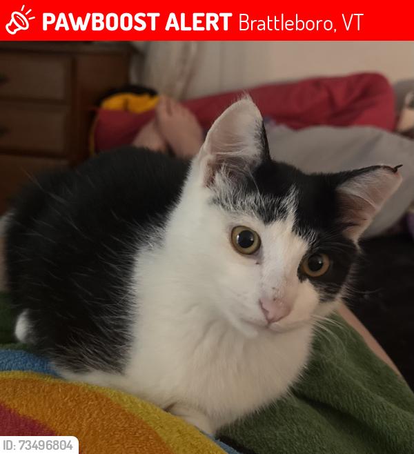 Lost Male Cat last seen Near the I-91 interstate., Brattleboro, VT 05301