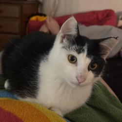 Lost Male Cat last seen Near the I-91 interstate., Brattleboro, VT 05301