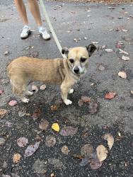 Reunited Female Dog last seen Rhame Road, Richland County, SC 29229