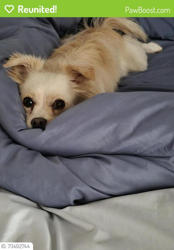 Reunited Male Dog last seen 60th and Rosamomd Blvd. Rosamond Ca, Rosamond, CA 93560