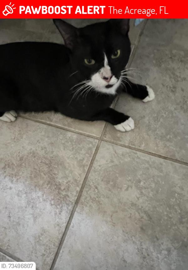 Lost Male Cat last seen 90th and Murcott, The Acreage, FL 33470