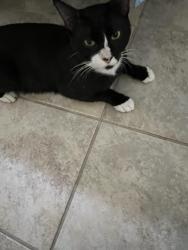 Lost Male Cat last seen 90th and Murcott, The Acreage, FL 33470