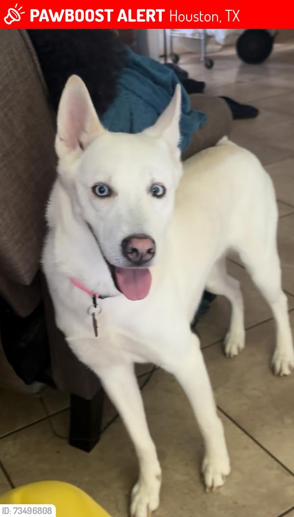 Lost Female Dog last seen South Camden, Houston, TX 77067
