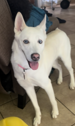 Lost Female Dog last seen South Camden, Houston, TX 77067
