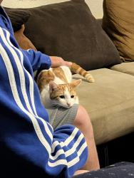 Lost Female Cat last seen 135th and Nall, 66209, Overland Park, KS 66204