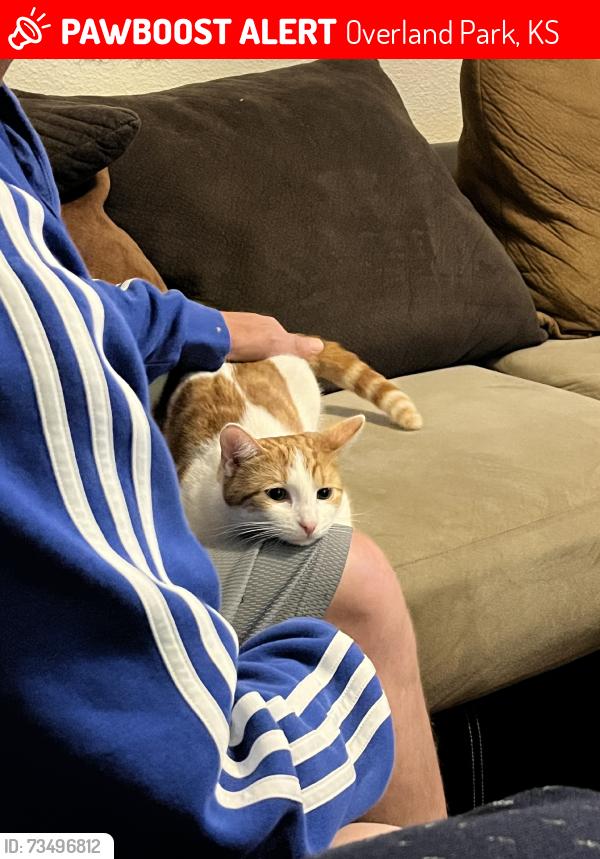 Lost Female Cat last seen 135th and Nall, 66209, Overland Park, KS 66204