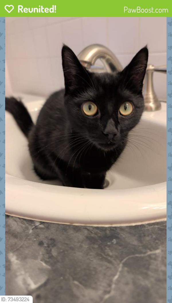 Reunited Male Cat last seen McCreary and Sprague, Broadview Heights, OH 44147