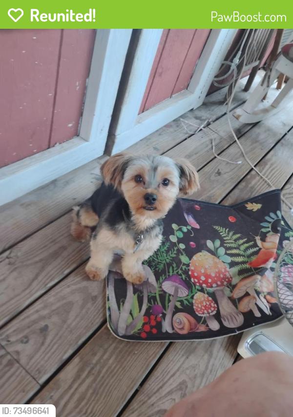 Reunited Male Dog last seen 38th street and Montana, Dickinson, TX 77539