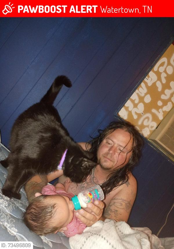 Lost Male Cat last seen In the country, Watertown, TN 37184