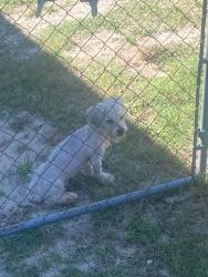 Reunited Male Dog last seen Hendrix Rd. Hoke County, N.C., Hoke County, NC 28357