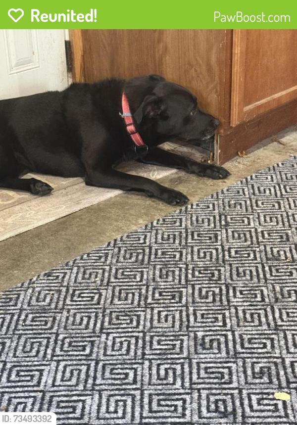 Reunited Female Dog last seen West De Pere, De Pere, WI 54115
