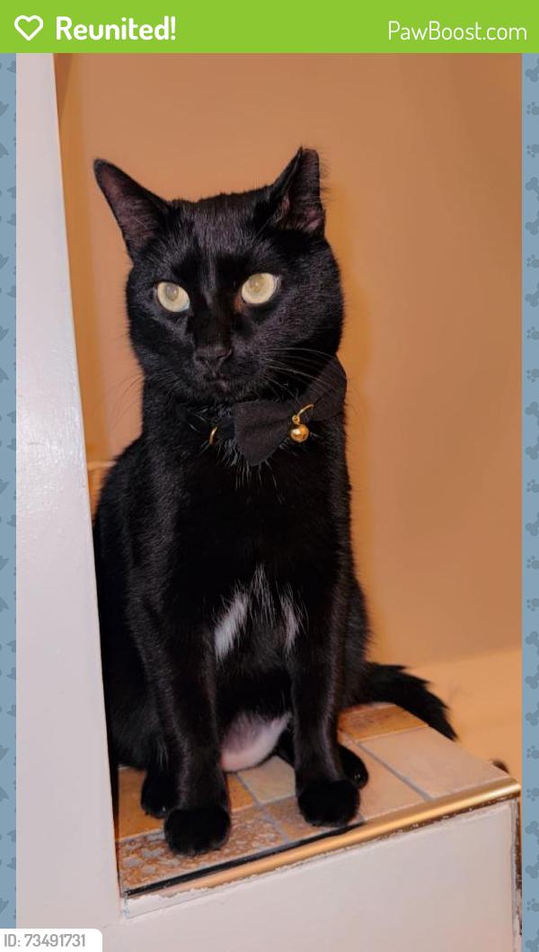 Reunited Male Cat last seen Old Plank Rd, High Point we belive he got out from the back door heading to the bushes, High Point, NC 27265