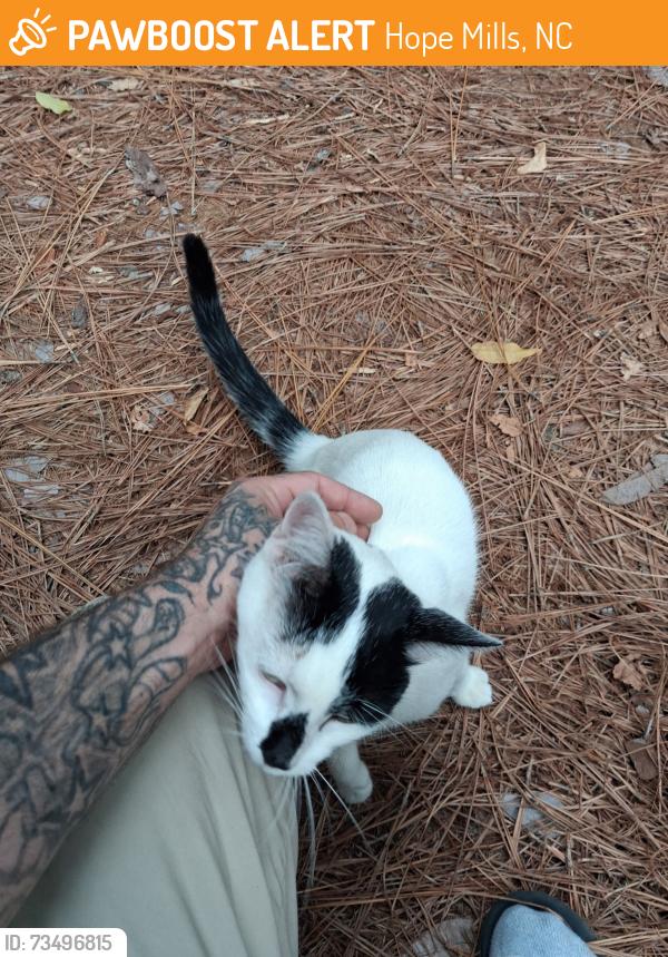 Found/Stray Male Cat last seen Legion rd, Hope Mills NC, Hope Mills, NC 28348