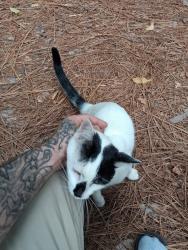 Found/Stray Male Cat last seen Legion rd, Hope Mills NC, Hope Mills, NC 28348