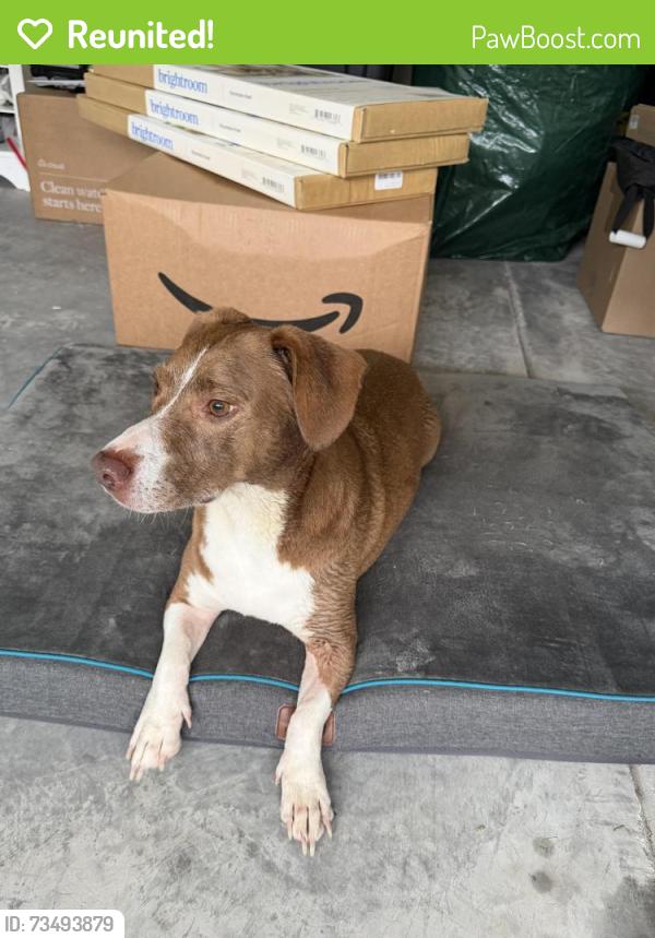 Reunited Female Dog last seen Bell Swamp Connection and Haw Creek Ave NE, Brunswick County, NC 28479