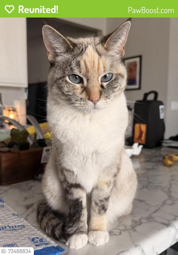 Reunited Female Cat last seen 97th and Uravan, Commerce City, CO 80022