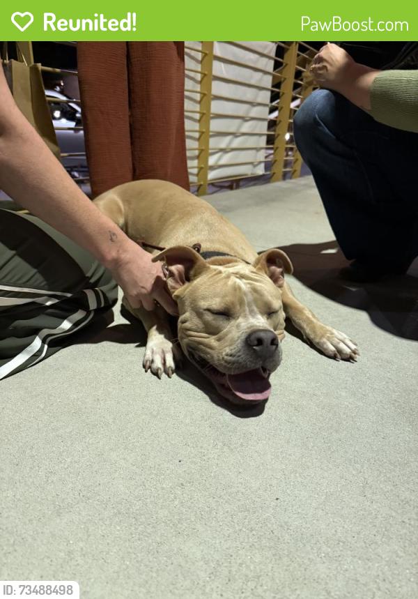 Reunited Male Dog last seen Pendleton St & Lois Ave (in the West Village), Greenville, SC 29609