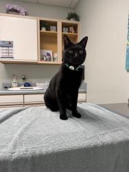 Reunited Male Cat last seen Ten-Ten Rd, Raleigh, NC 27603