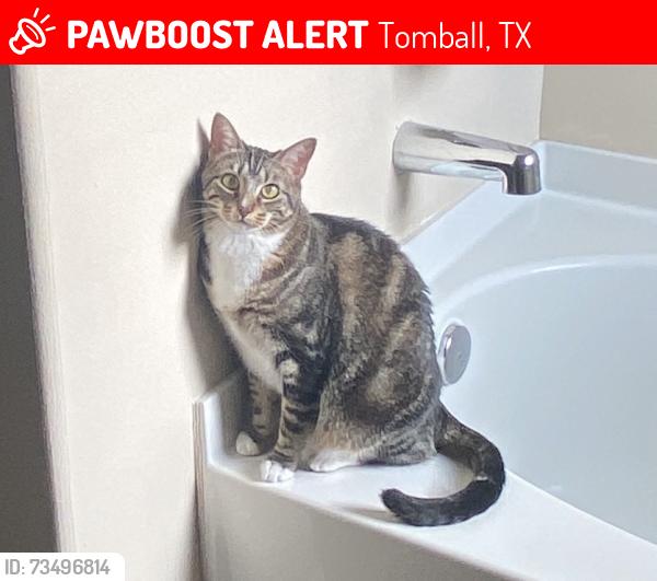 Lost Female Cat last seen Ashford place neighborhood, Tomball, TX 77375