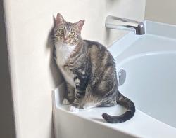 Lost Female Cat last seen Ashford place neighborhood, Tomball, TX 77375