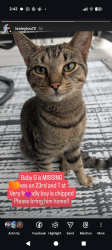 Lost Male Cat last seen 23rd and T street, Richmond, VA 23223
