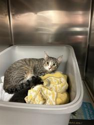 Shelter Stray Female Cat last seen OVERBROOK DR/WOODLAND WAY,63121, 10521 Baur Blvd, Olivette, MO 63132, USA