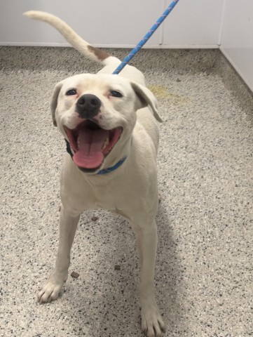 Shelter Stray Male Dog last seen Near BLOCK CLAY ST, DETROIT MI 48211, 1431 E Ferry St, Detroit, MI 48211, USA
