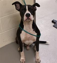 Shelter Stray Male Dog last seen Near BLOCK BOMBAY AVE WINTER SPRINGS FL, 232 Eslinger Way, Sanford, FL 32773, USA