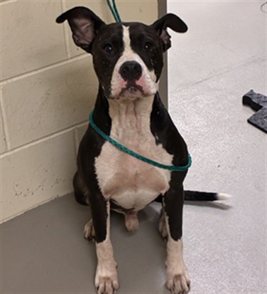 Shelter Stray Male Dog last seen Near BLOCK BOMBAY AVE WINTER SPRINGS FL, 232 Eslinger Way, Sanford, FL 32773, USA