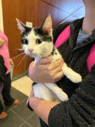 Found/Stray Unknown Cat last seen Schussler and Tesson Ferry Rd, St. Louis, MO 63128