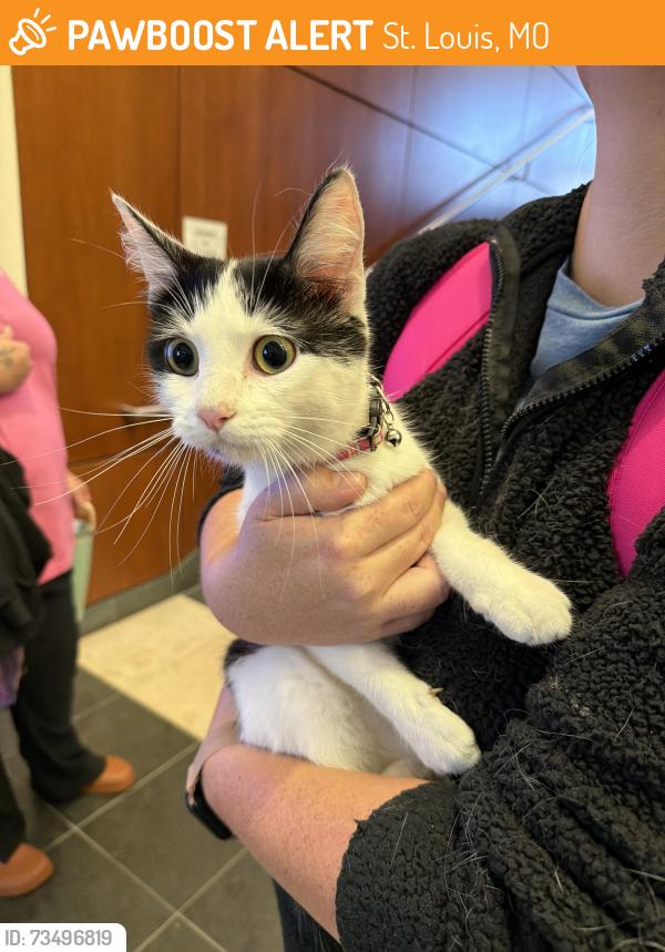 Found/Stray Unknown Cat last seen Schussler and Tesson Ferry Rd, St. Louis, MO 63128