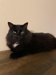 Reunited Female Cat last seen Parkridge Dr, Norman, OK 73071