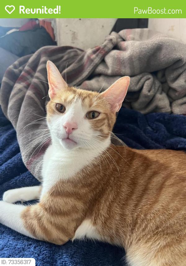 Reunited Male Cat last seen Near Dekalb Ave apt 5g, The Bronx, NY 10467