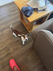 Lost Male Dog last seen Fowler, Tampa, FL 33612