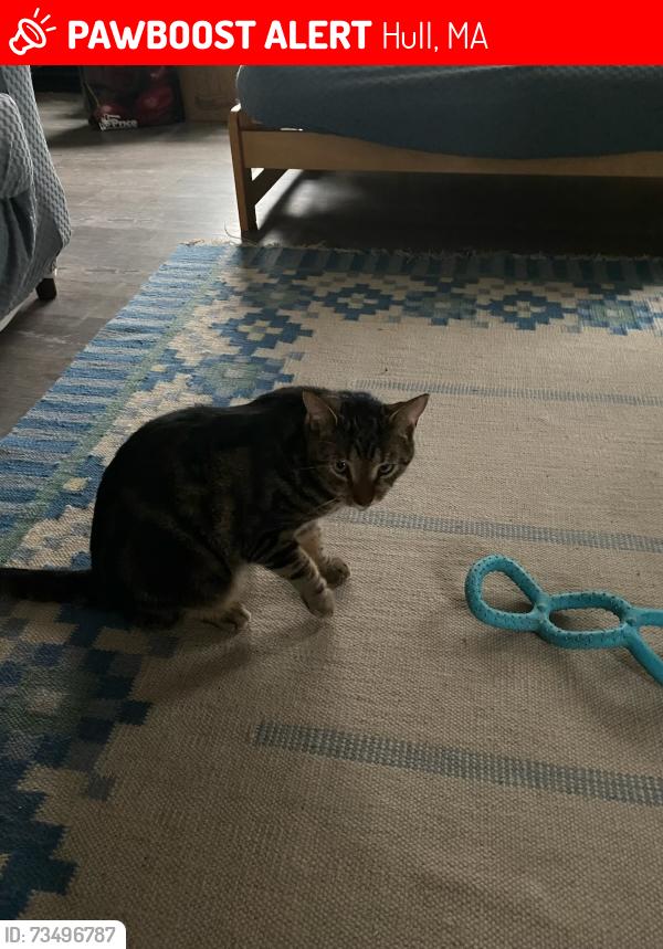 Lost Female Cat last seen Moreland, Hull, MA 02045