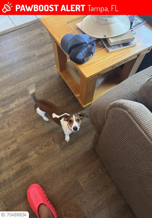 Lost Male Dog last seen Fowler, Tampa, FL 33612