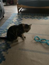 Lost Female Cat last seen Moreland, Hull, MA 02045