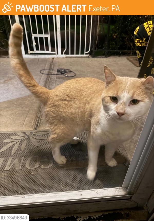 Found/Stray Male Cat last seen Warsaw street, Exeter, PA 18643