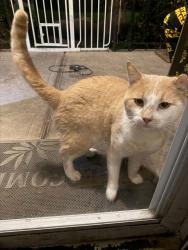 Found/Stray Male Cat last seen Warsaw street, Exeter, PA 18643