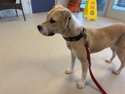 Found/Stray Unknown Dog last seen Bland street, Burlington, Burlington, NC 27217