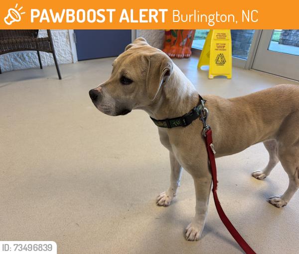 Found/Stray Unknown Dog last seen Bland street, Burlington, Burlington, NC 27217