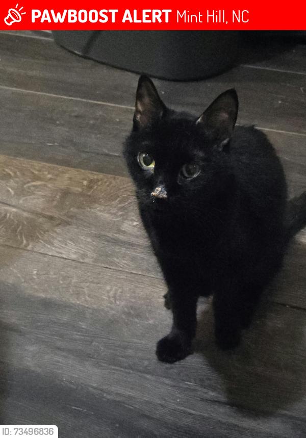 Lost Female Cat last seen Truelight Church Road, Mint Hill, NC 28227