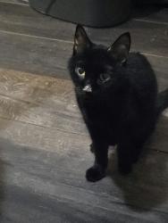 Lost Female Cat last seen Truelight Church Road, Mint Hill, NC 28227