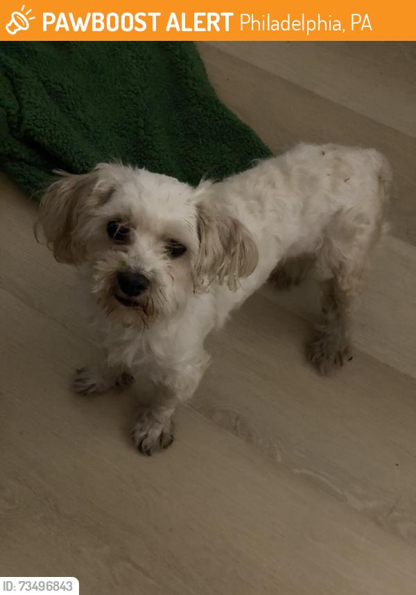 Found/Stray Male Dog last seen Toressdale ave 5 min form McDonald’s, Philadelphia, PA 19135