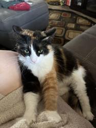 Reunited Female Cat last seen Brookglen Dr, Mooresville, NC 28115