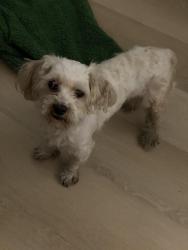Found/Stray Male Dog last seen Toressdale ave 5 min form McDonald’s, Philadelphia, PA 19135